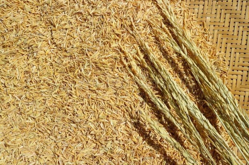 Rice Husk Supplier Indonesia