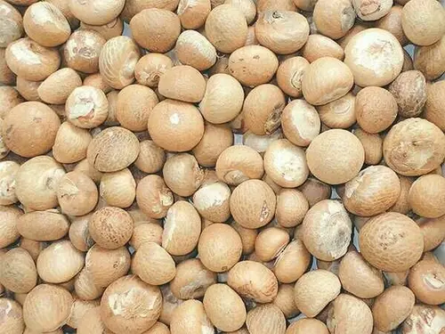 Whole Betel Nut Exporter Indonesia